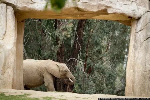 Как называется самый большой зоопарк в сша