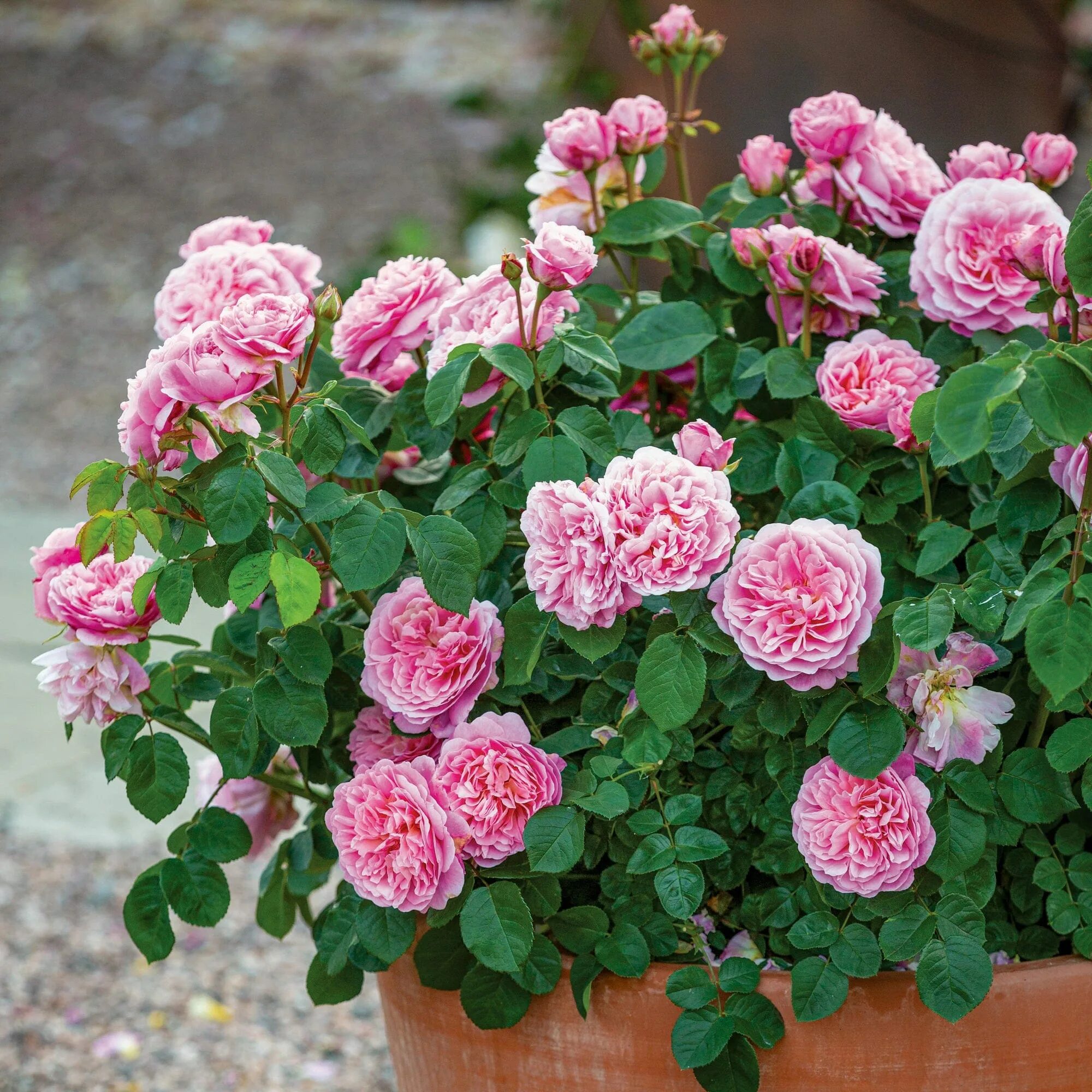Way roses. Белые розы. Way roses. Белые розы. Way roses.