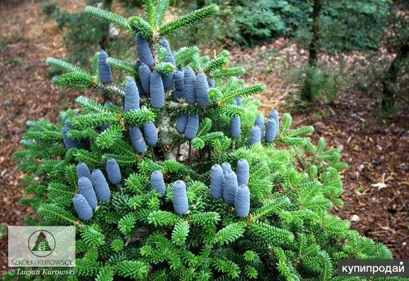 Abies koreana 3L Можжевельники и Корейская Пихта_Профессиональное озеленение. Ли