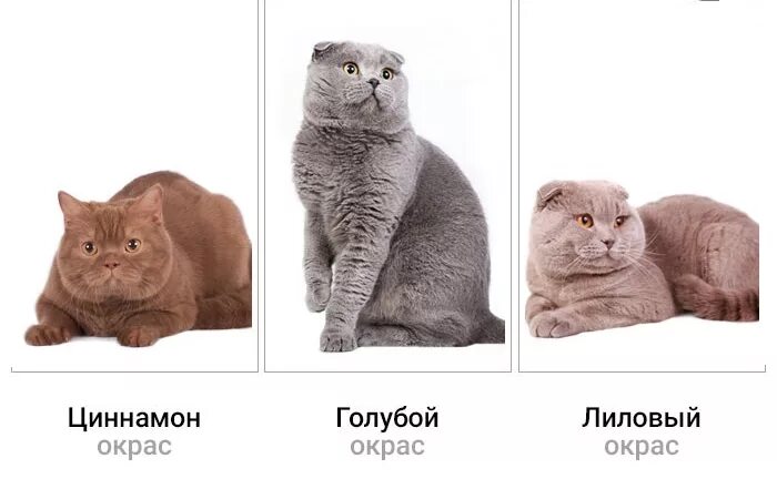 Чем отличается британец