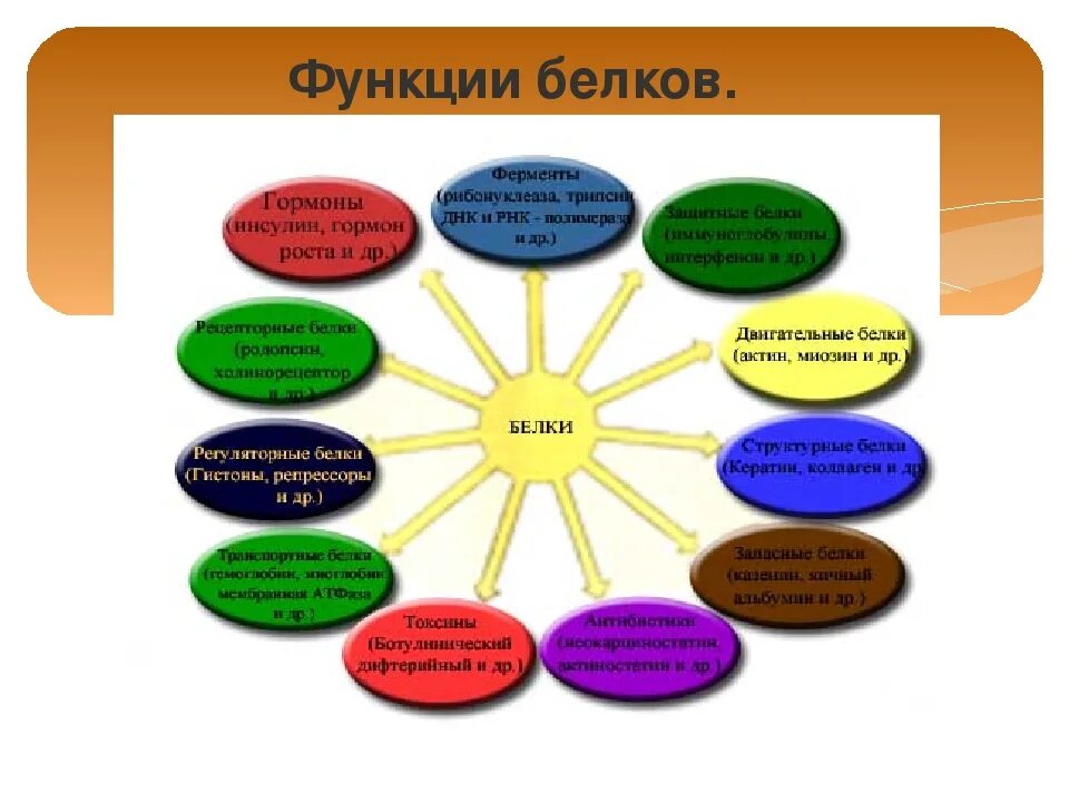 Список функций белков. Перечислите функции белков в организме человека. Белки функции белков 10 класс. Функции белков 10 класс биология. Функции белков схема.