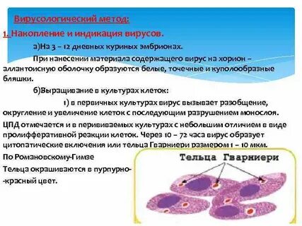 Оспа вызывается вирусами