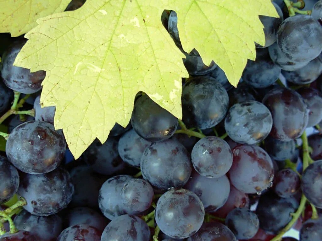 Виноград гамбургский фото The grapes of New York Grapes, Fruit picture, Botanical