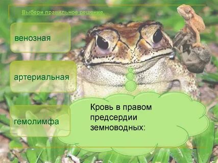 Кожное дыхание лягушки