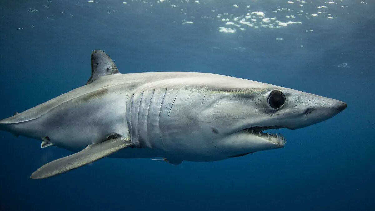 Опасна ли акула мако. Акула мако. Серо голубая акула мако. Мако акула чернорылая. Гигантская акула мако.