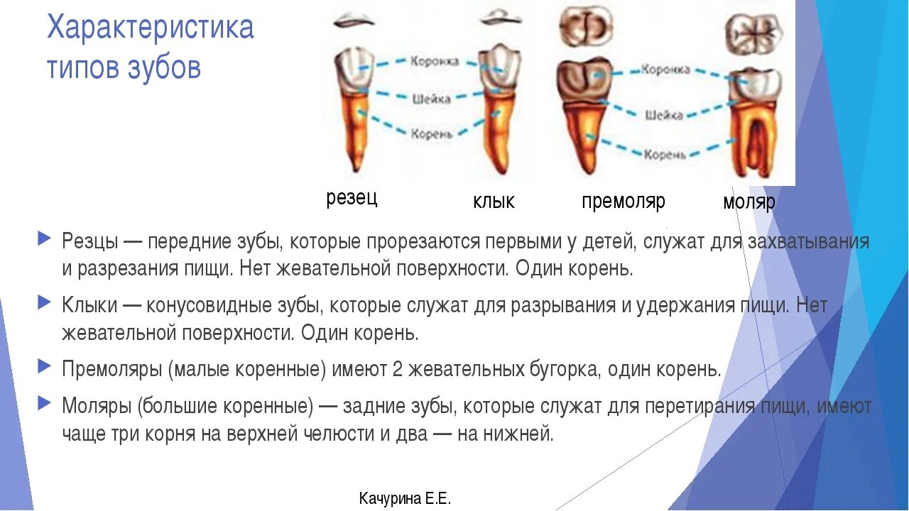 К зубам приберу значение. Строение зубов резцы моляры. Анатомическое строение передней группы зубов резцы клыки. Функции резцы клыки моляры. Зубы резцы клыки премоляры моляры.