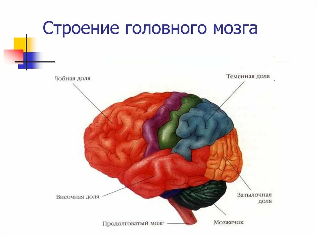 Презентации на тему мозга. Строение головного мозга человека. Теменно-затылочные отделы мозга. Наружное строение головного мозга.