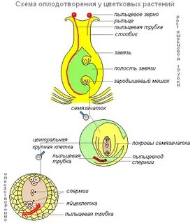 Схема оплодотворения цветка