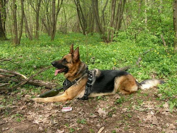 Немецкие овчарки иркутск. Немецкая овчарка стоимость в иркутске. Немецкие овчарки щенки даром. Немецкие овчарки иркутск. Немецкие овчарки иркутск.