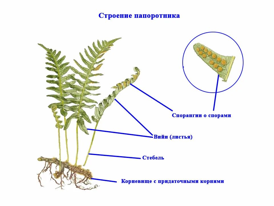 Какие органы отсутствуют у папоротников. Папоротники хвощи плауны строение. Строение папоротника и хвоща. Строение плаунов хвощей и папоротников. Строение папоротника и плауна.