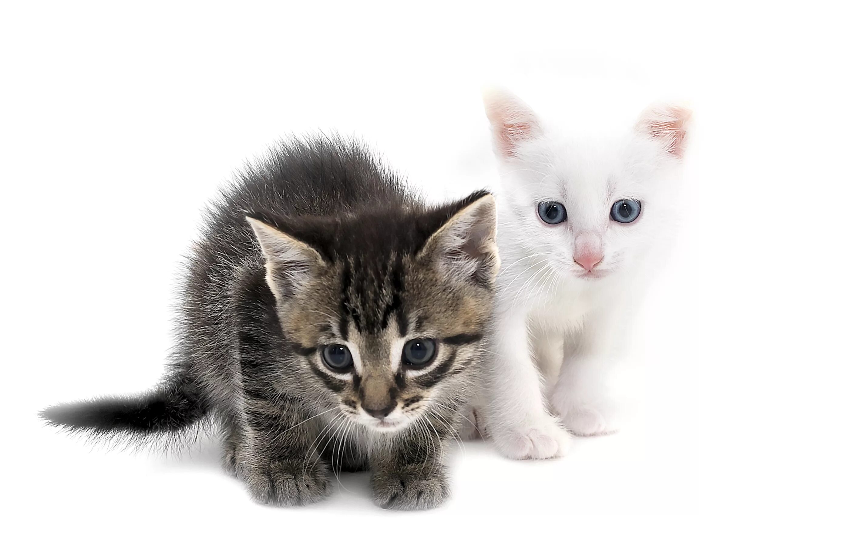 Kitten for 2. Картинки кошек и котят. много котят на одной картинке. 4 кота картинка. kitten.