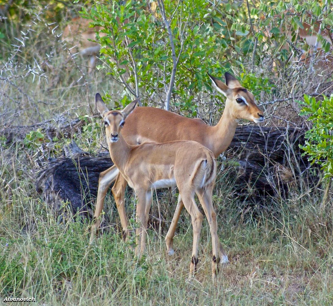 европейская лань косуля. лань животное. альпийская лань. грациозная лань. марлезонская лань.