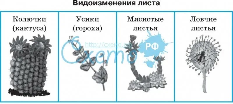 Виды изменения листьев биология 6. Видоизменение листа 6 класс биология. схема видоизменения листьев. метаморфозы листьев таблица. видоизменения листьев 6 класс биология.