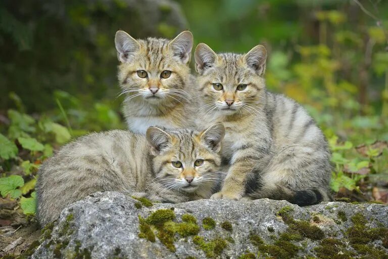 Hybridisation in Scottish wildcats - People's Trust for Endangered Species