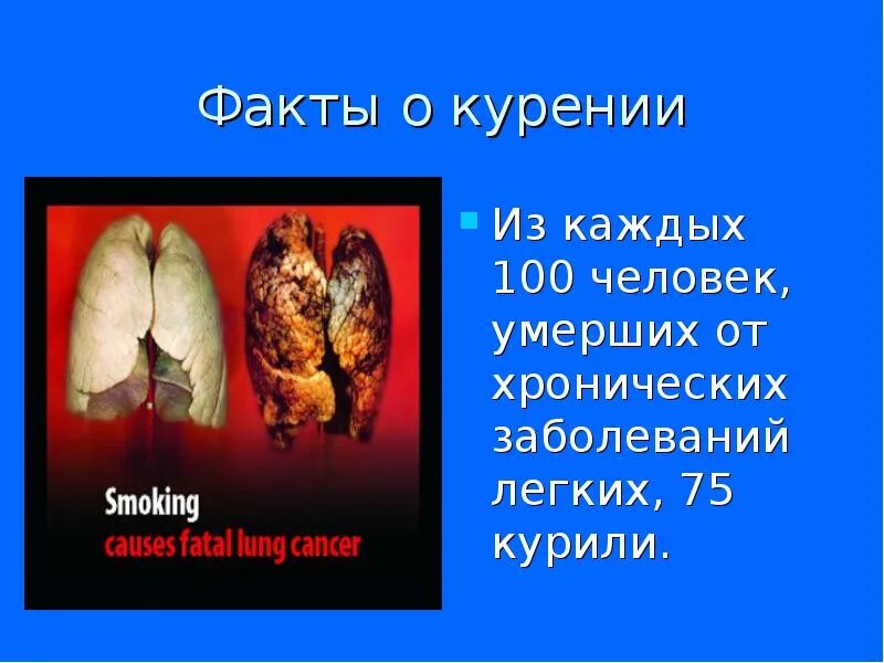Много информации о легких. Интересные факты про легкие человека. интересные факт о легских. интересные факты о легких.