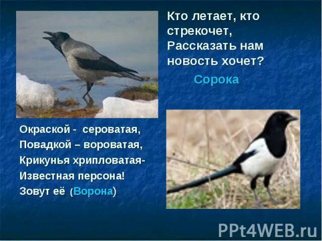 Как стрекочет сорока. Сорока стрекочет. Сорока голос. Кто стрекочет. 40 без причины не стрекочет.