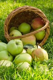 Корзина с зелеными яблоками