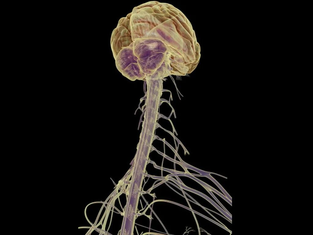 Nervous system brain. Головной и спинной мозг. Нервная система. Центральная нервная система человека. ЦНС головной и спинной мозг.