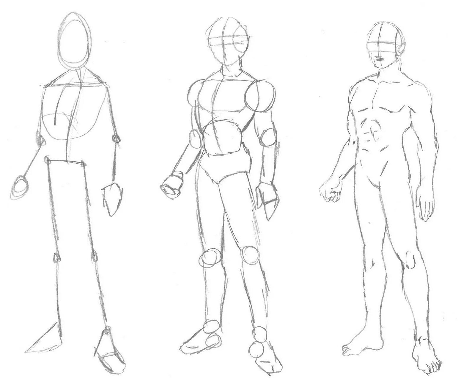 Рисовать человека поэтапно карандашом в полный рост. Анатомия человека для рисования для начинающих. Анатомия тела человека для рисования. Поэтапное рисование тела. Рисование тела для новичков.