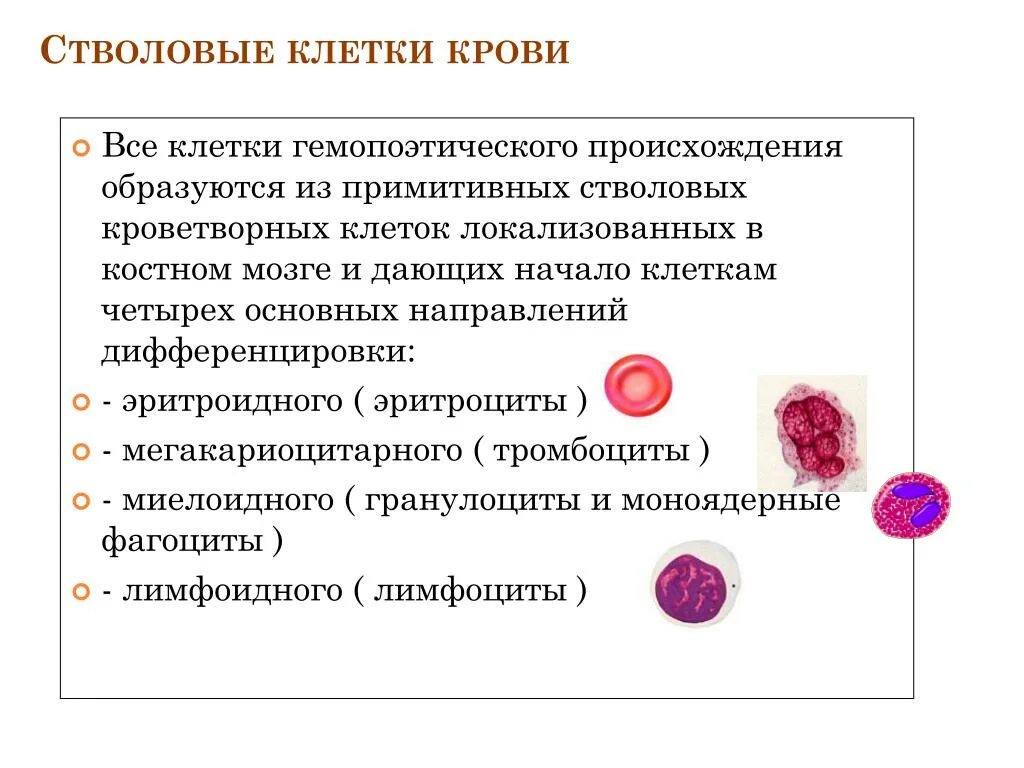 Клетки образующиеся в красном костном мозге. Основные свойства стволовых кроветворных клеток.. Функции стволовых клеток крови. Стволовые клетки костного мозга. Для стволовых клеток крови характерно.