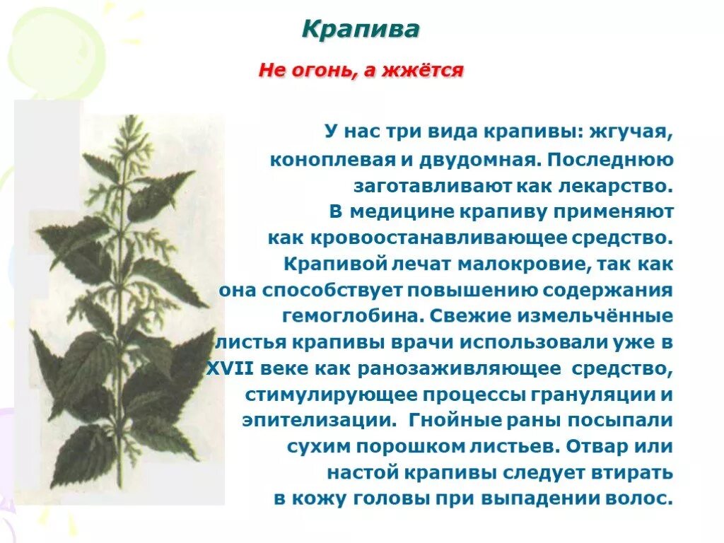 Крапива в научном стиле. Крапива описание растения. Проекты на тем крапива. Доклад про крапиву. Лекарственные растения крапива доклад.