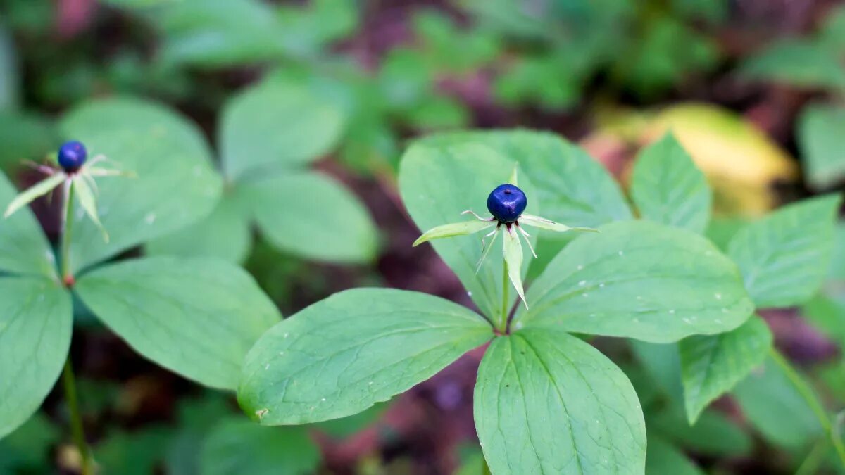 Вороний глаз ягода. Как выглядит вороний глаз. Вороний глаз и волчья ягода. Как выглядит вороний глаз. Вороний глаз ягода.