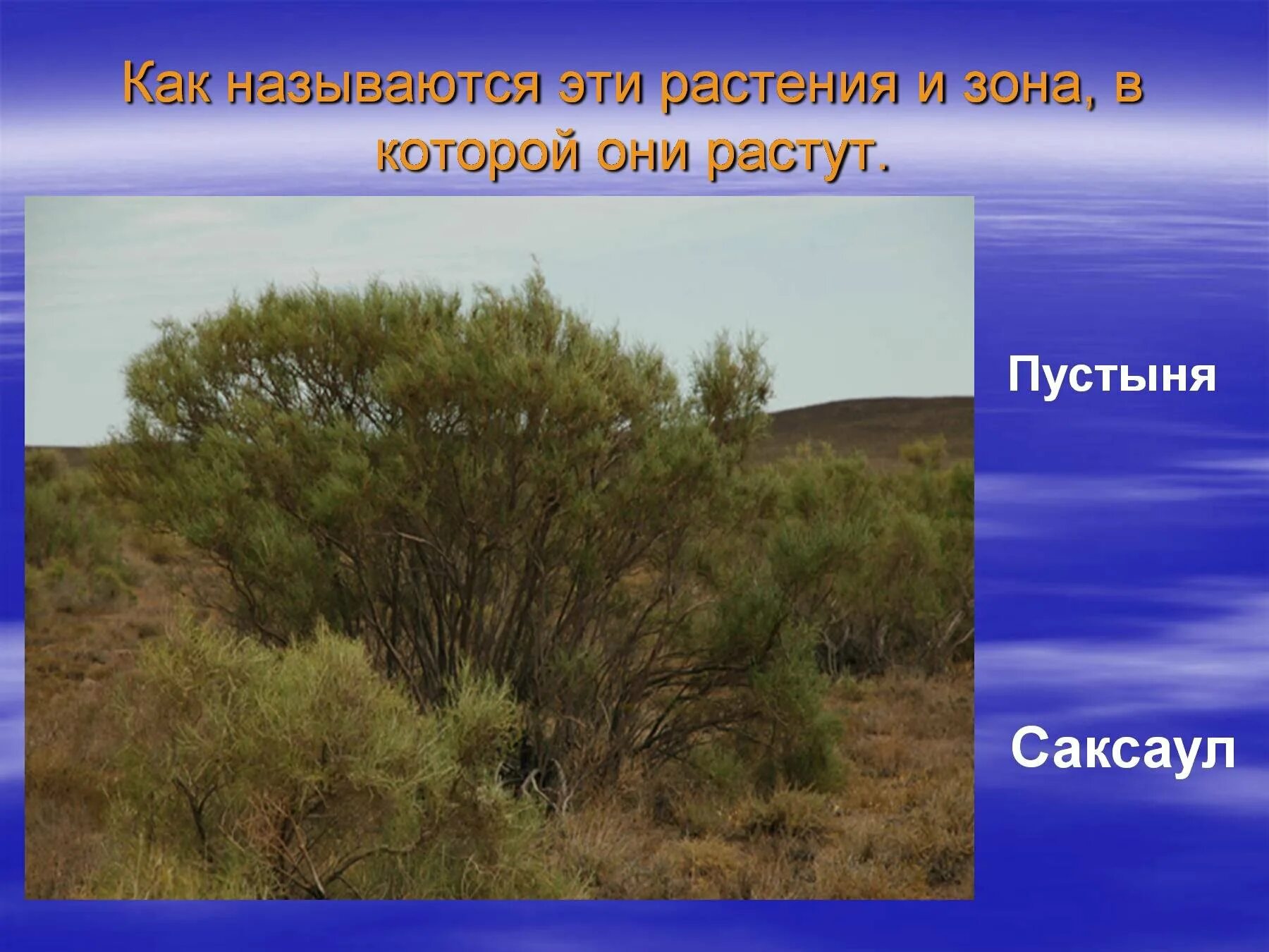 Саксаул где растет природная зона. Растения зоны пустынь саксаул. Саксаул растение пустыни зоны. Гобийский саксаул. Пустыня природная зона саксаул.