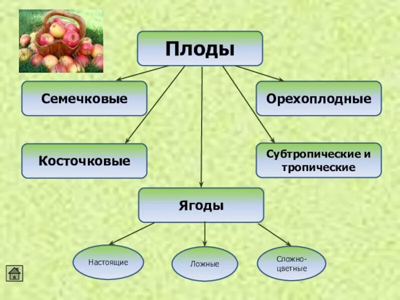 Схема классификации косточковых плодов. Классификация плодов и ягод. Классификация плодов и ягод схема. Схема классификации овощей. Питание делится на группы