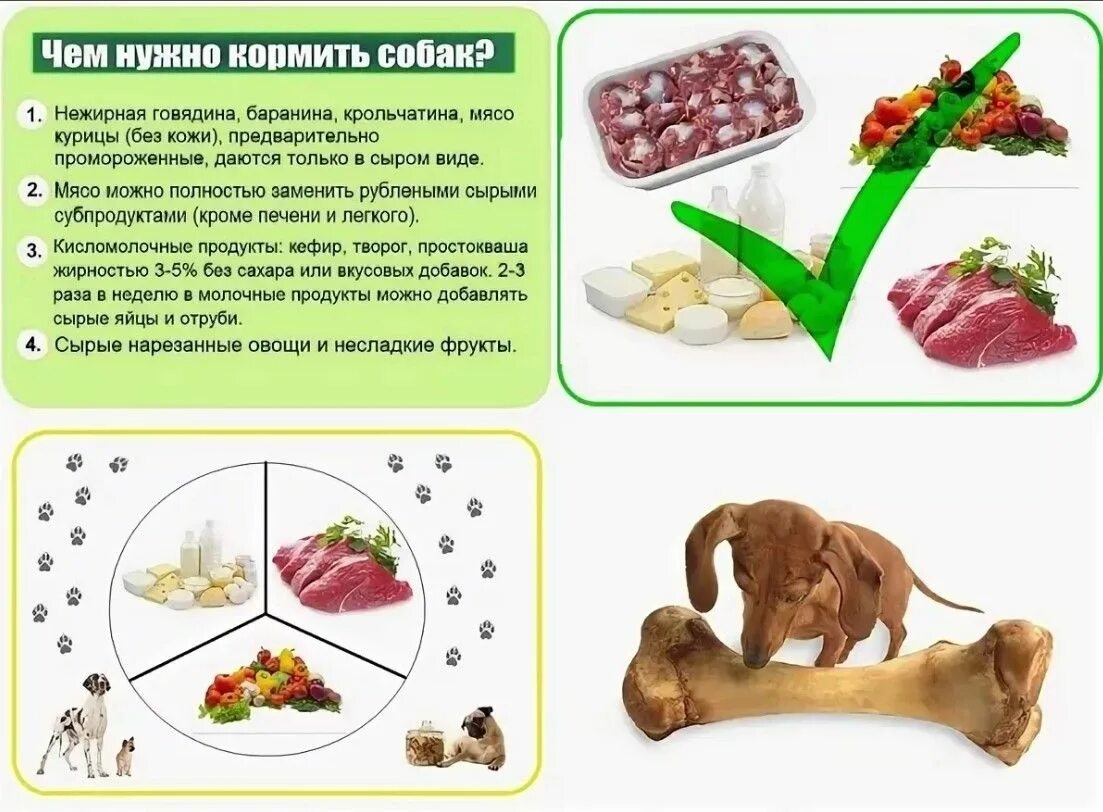 Мясо в 6 месяцев. Рацион собаки. Еда для домашних животных. Рацион питания собаки. Рацион натурального питания для собак.