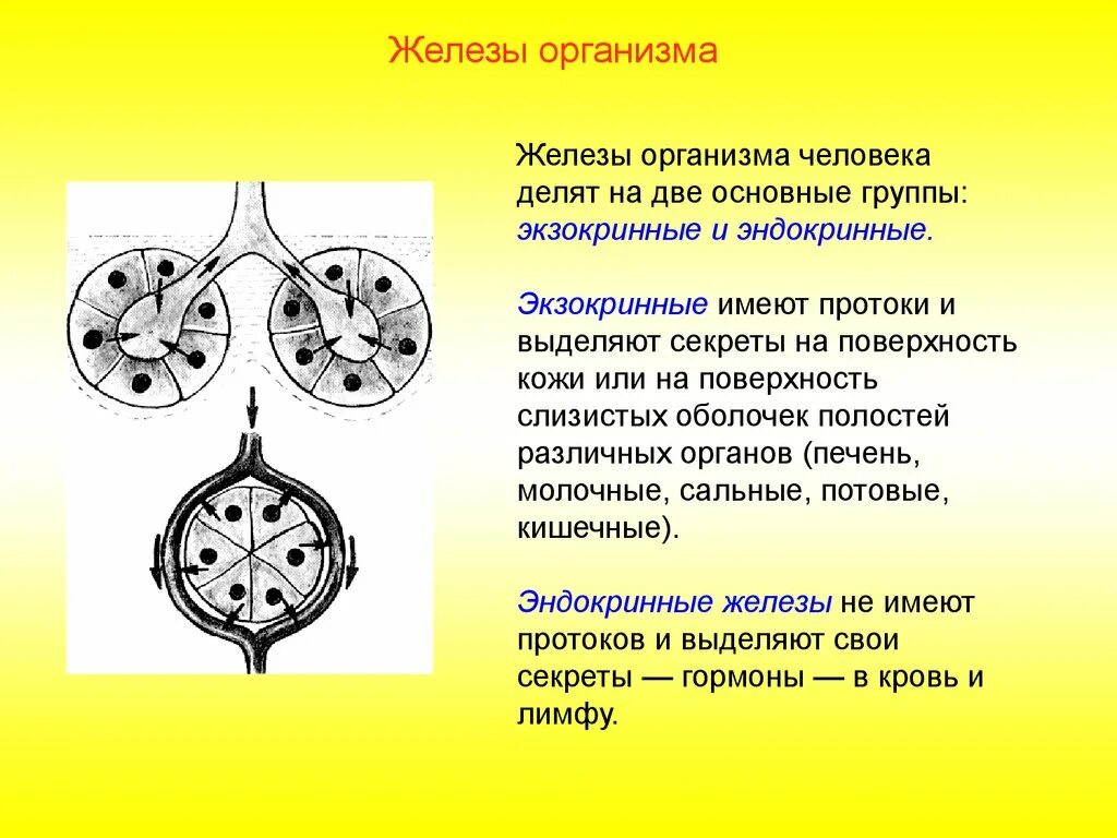 Основные группы желез. Железы организма. Основные железы организма человека. Таблица классификация желез организма человека. Схема железы организма человека.