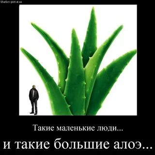 Человек алоэ