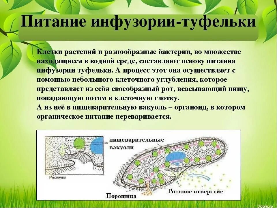 Инфузория туфелька какой органоид. Тип питания инфузории туфельки. Инфузория туфелька 5 класс биология. Одноклеточные инфузория туфелька. Процесс питания инфузории.