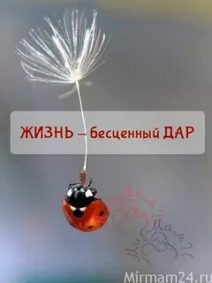 Жизнь бесценна
