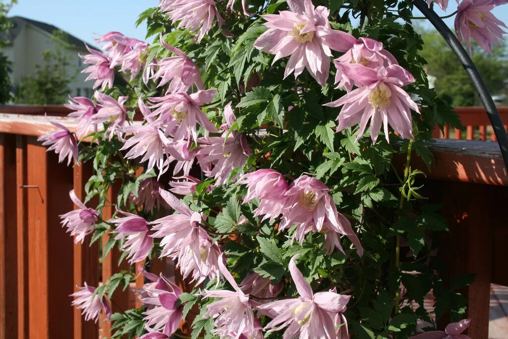 княжик пинк свинг