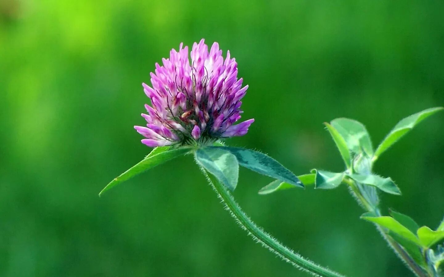 Декоративный лук цветение. Растение с сиреневыми цветами. Маниок grahamii. Растение с фиолетовыми лепестками. Головач цефалантус.