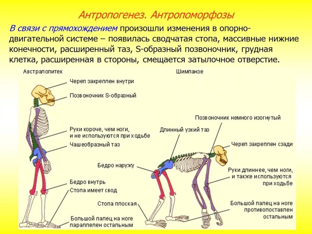 Опорно двигательная система человекообразных обезьян. Сравнение скелета человека и человекообразной обезьяны. Строение скелета обезьяны. Строение скелета человека и человекообразных обезьян. Шимпанзе передняя конечность