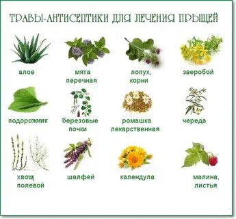 Травы полезные для кожи