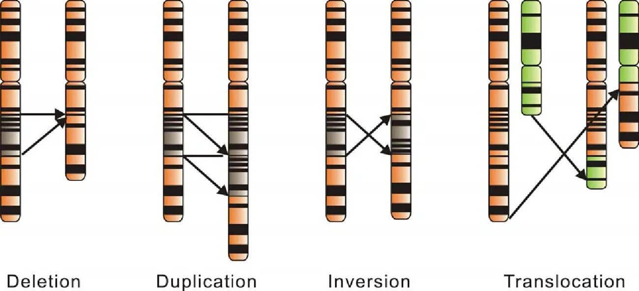 Делеция транслокация инверсия. Делеция участка хромосомы. Хромосомные аберрации дупликация. Хромосомные мутации делеция дупликация инверсия транслокация. Удвоение генов в хромосоме