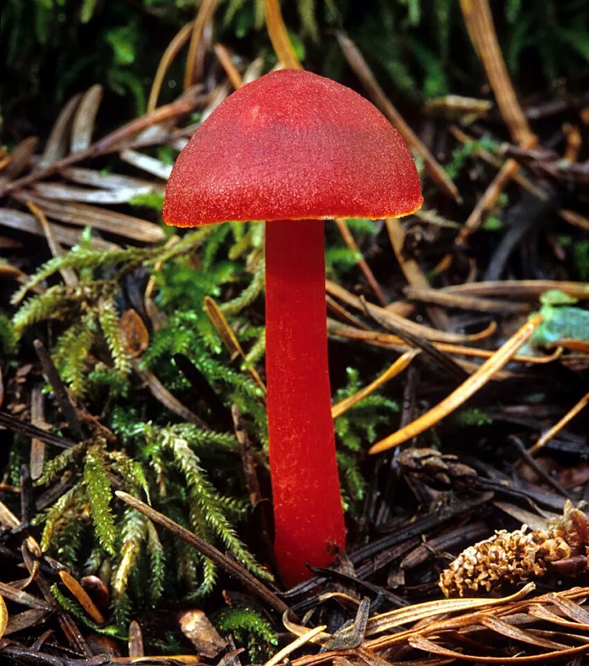 Два ядовитых гриба. Hygrocybe coccinea. Гриб Гигроцибе алая. Красные грибы Гигроцибе. Гигроцибе алая съедобная.