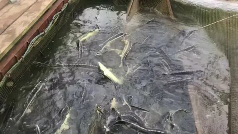 Осетр в пруду