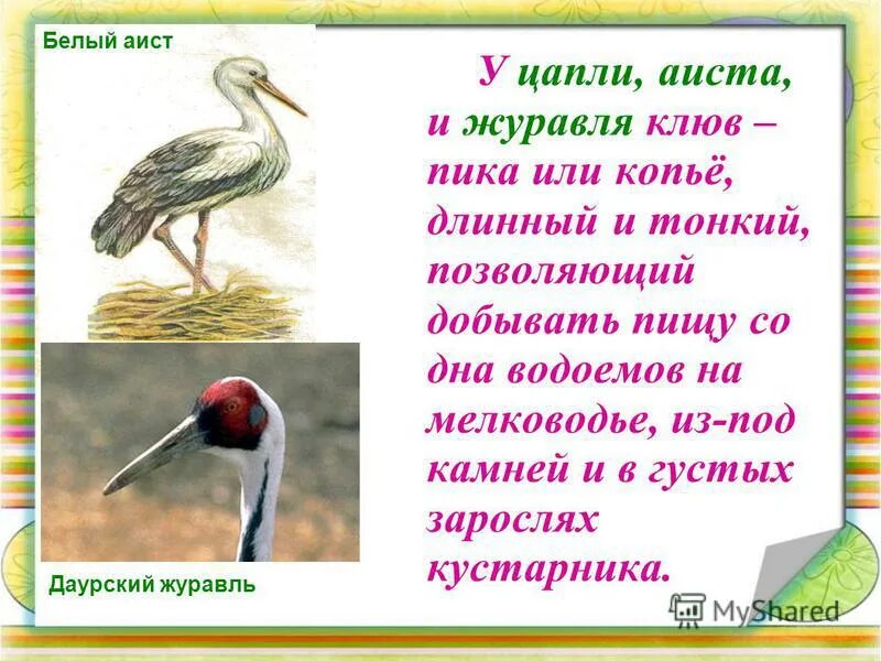 Предмет птица. Цапля с длинным клювом. Клюв Цапли приспособительные. Зачем аисту и цапле длинный клюв. Строение клюва Цапли.