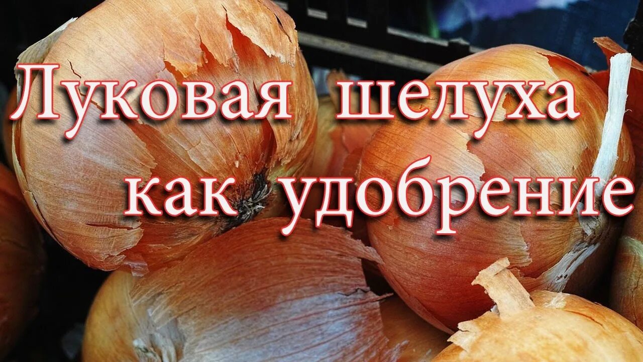Как приготовить луковую подкормку