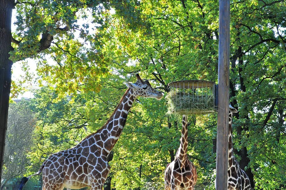 антверпен зоопарк. берлин. московский зоопарк жирафф. зоологический сад. зоопарк «zoo osnabrück» в оснабрюке.