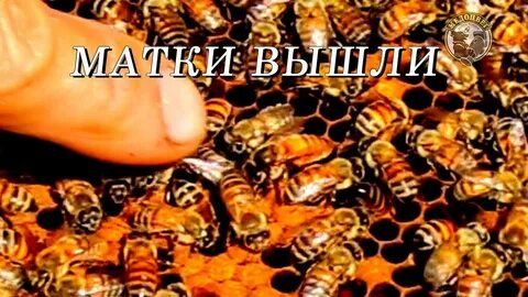 Выходит матка