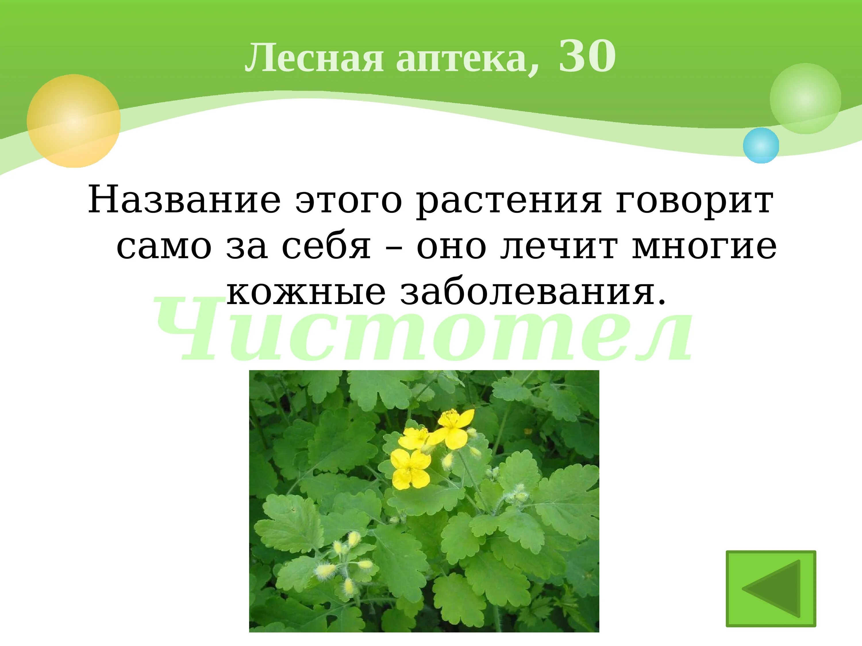 Зачем людям растения. Лесная аптека растения. Сообщение на тему Лесная аптека. Лесная аптека 2 класс. Говорящие названия растений.