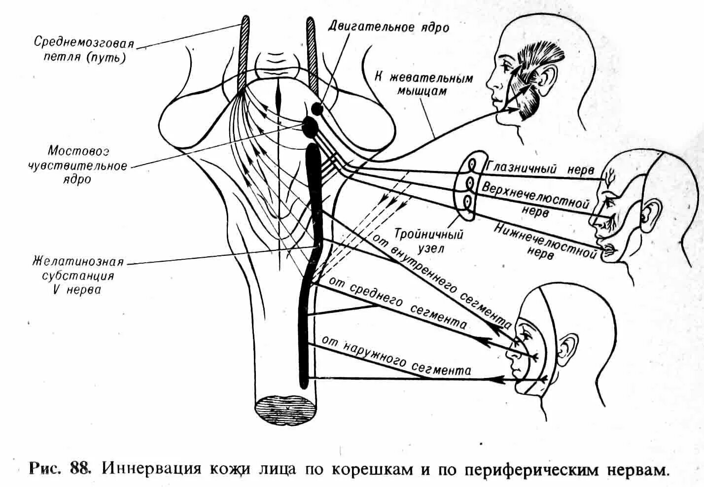 Иннервация и рефлексы. Схема рефлекторной дуги жевания. Тройничный нерв неврология ядра. Лицевой нерв неврология схема. Двигательная иннервация тройничного нерва.