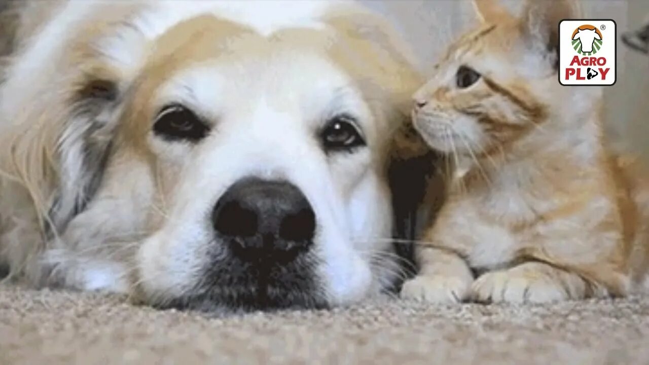 Котик та собачка. Котики собачки. милые котики и собачки. щенок и котенок. дружба кошки и собаки.