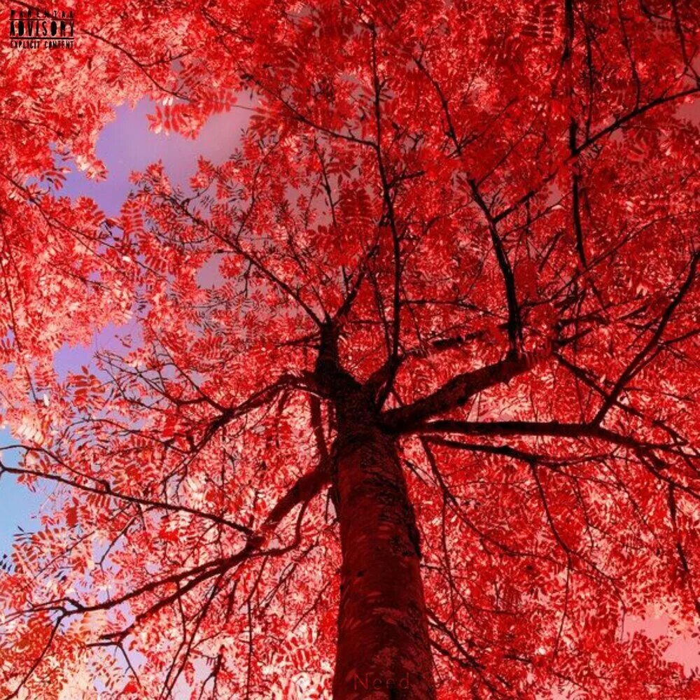 Красный сменить. Красная тематика. Красный цвет в природе и искусстве. Вдохновение цветом красные деревья. Красное дерево.