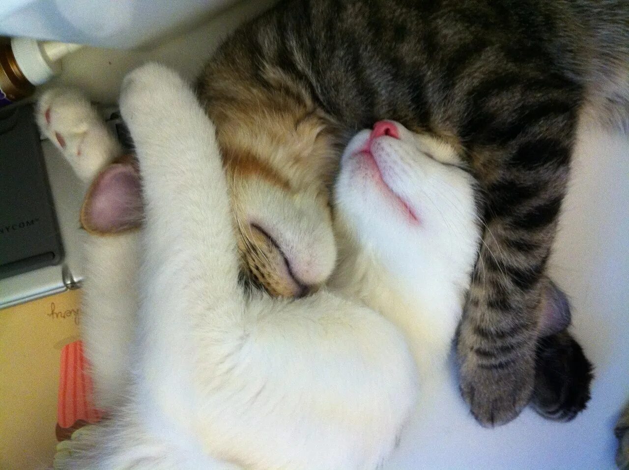 Полна киса. Котики обнимаются. Котики спят в обнимку. Коты спят в обнимку. Котята в обнимку.