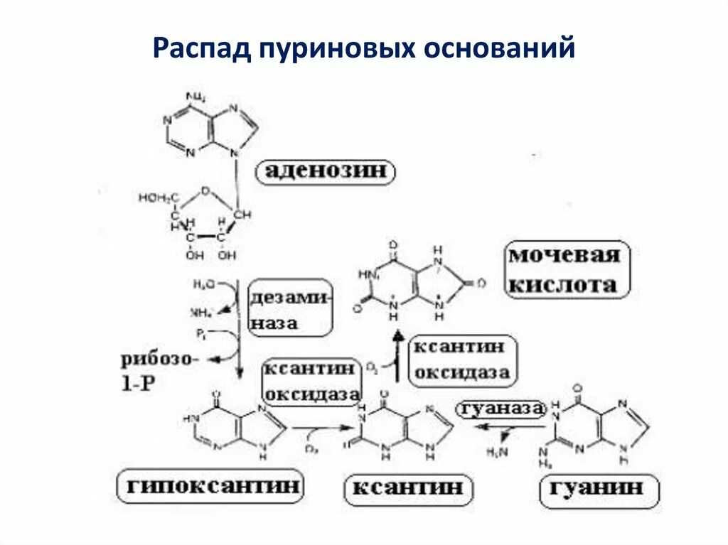 Реакция распада в организме. Схема распада пуриновых оснований. Распад пуриновых нуклеотидов биохимия схема. Распад пуриновых кислот биохимия. Реакции распада пуриновых оснований.